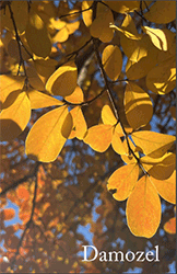 Cover of Damozel, a close up of golden leaves of a tree