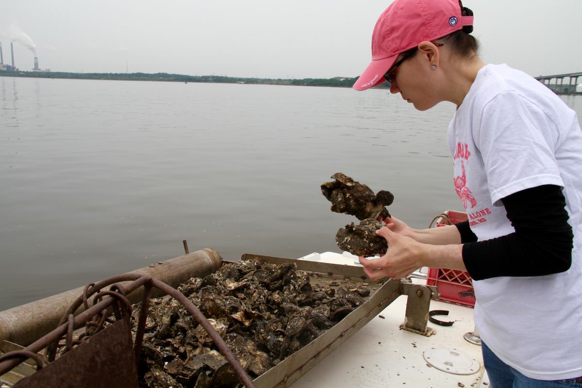 Rebecca Malone inspects oysters