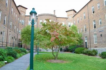 A tree in the area behind Meletia Hall