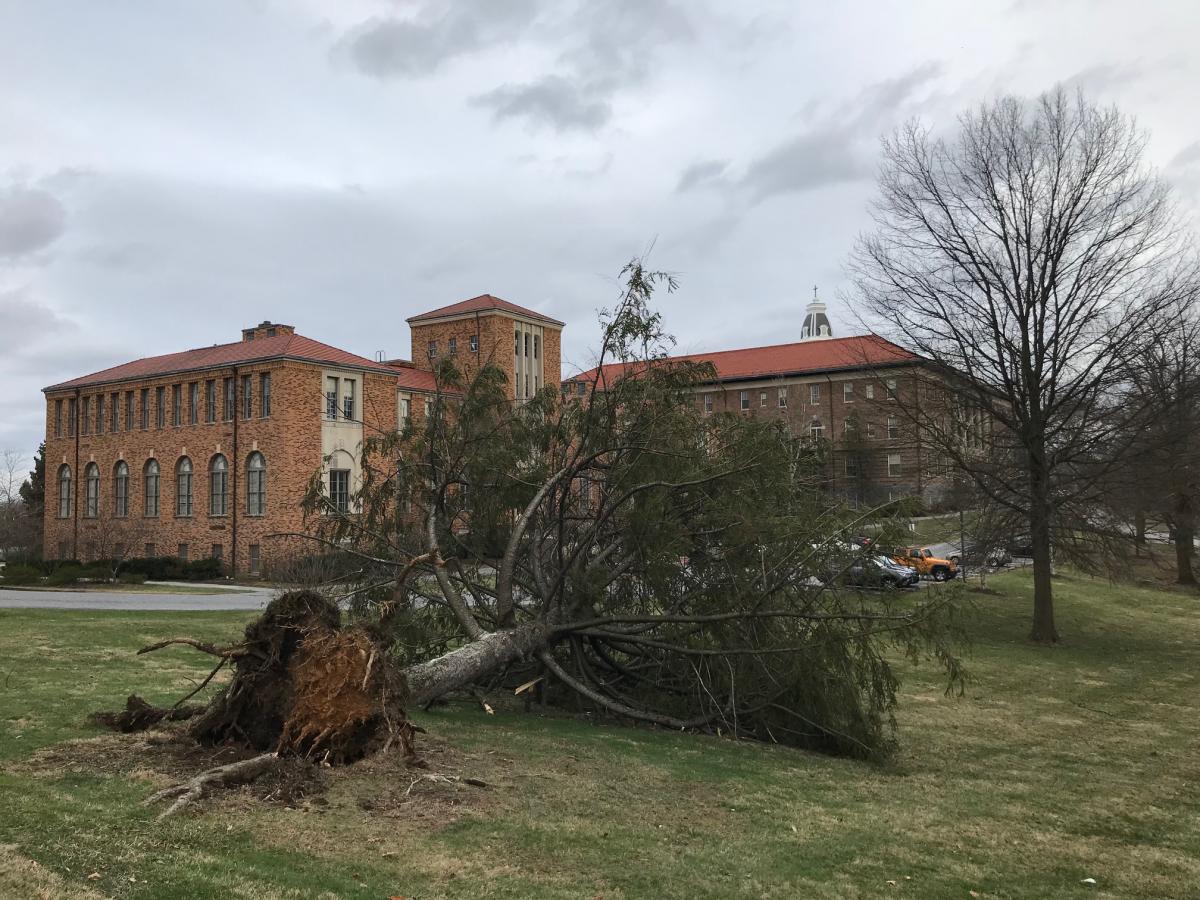Campus Tree Down