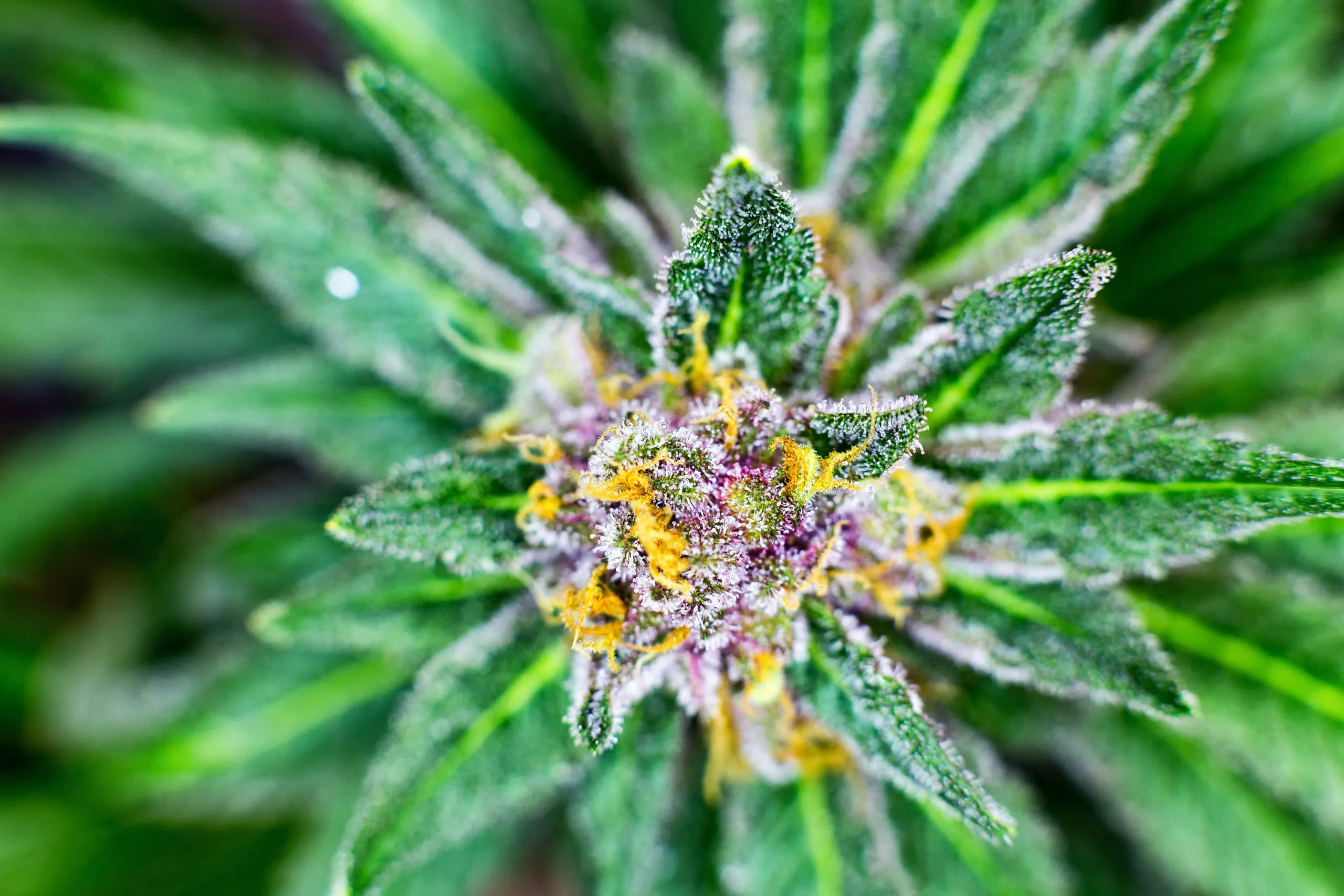 Post-Baccalaureate Certificate in Cannabis Science: Therapeutics, Product Design, and Quality Assurance