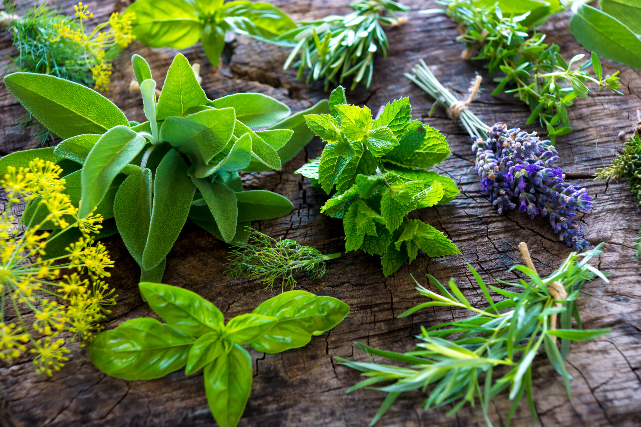 Post-Baccalaureate Certificate in Herbal Studies